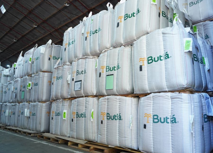 Sementes Butiá em 2024